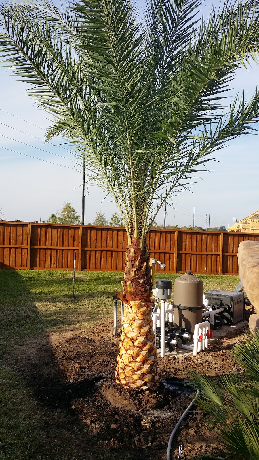 Cold Hardy Palm Trees in Houston January 2015