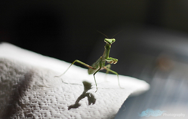 15 pictures of baby praying mantises, baby praying mantis