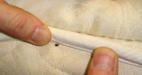 Image result for bed bug lawyer