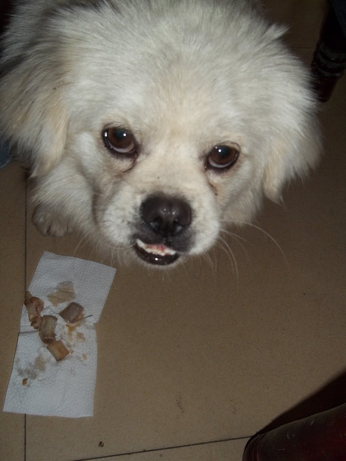 Als Langnase im Reich der Mitte In China essen sie Hunde!??