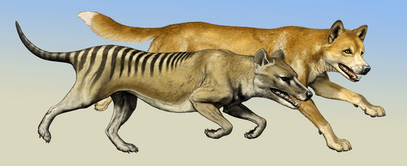 Cfz Daily News What Exactly Was The Australian Thylacine