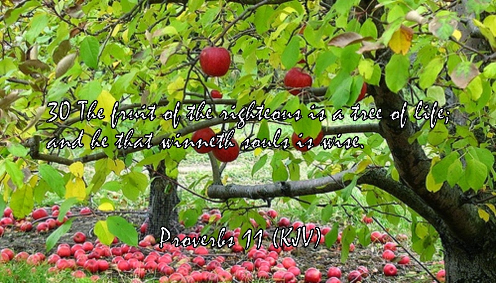 Red Pill Diaries Proverbs 11 (KJV)