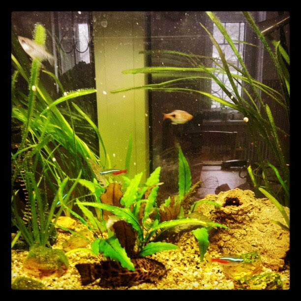 Software team as an ecosystem