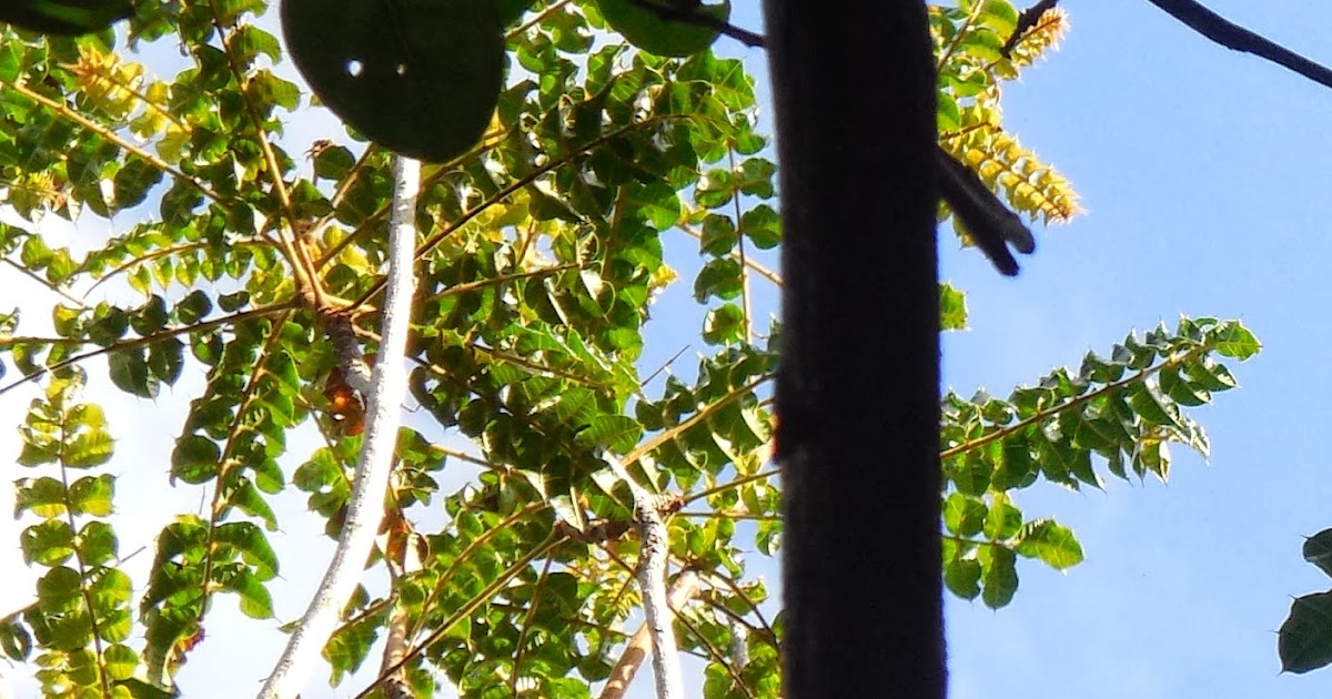 Flora de Puerto Rico Ilustrada DODONAEA