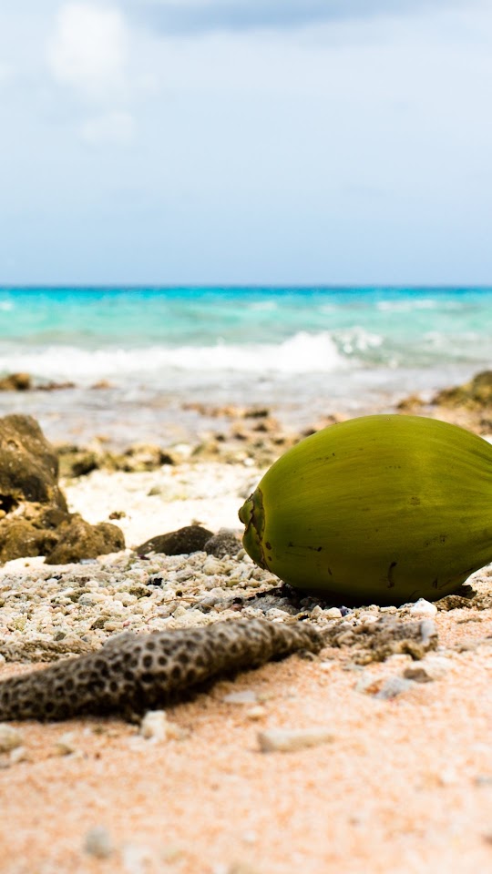 Coconut On Rocky Beach  Android Best Wallpaper