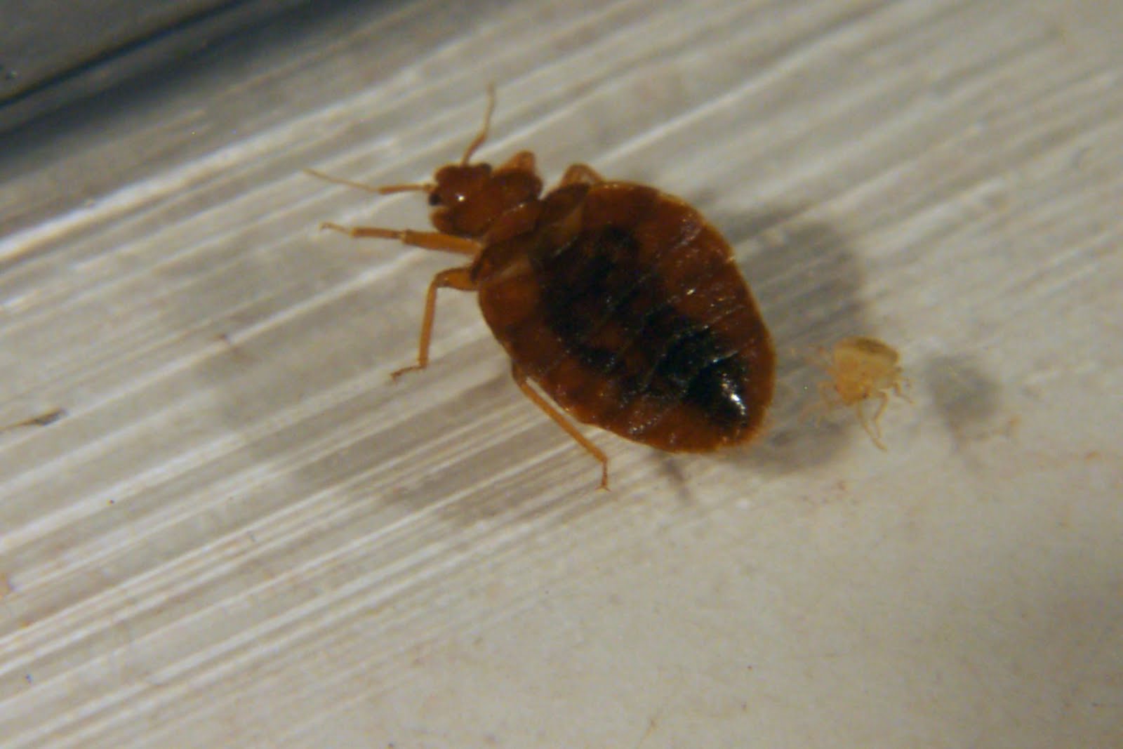 How Did Bed Bugs Start How Did Bed Bugs Start