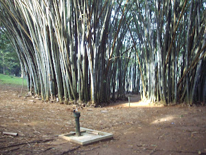 Giant  Burma Bamboo trees in Peradinya  Botanic garden.