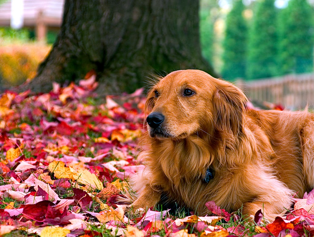 Adopt A Dog Month Adopt A Dog Month