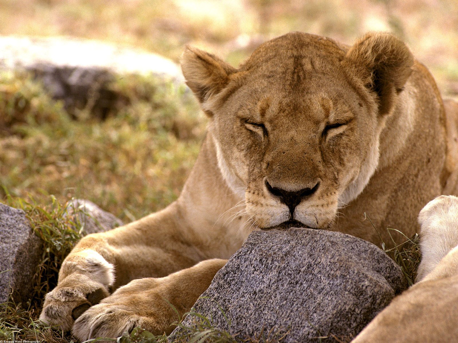 Lion Animal