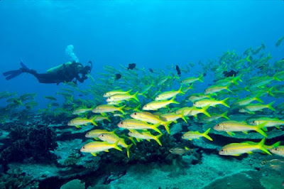 Tips Scuba Diving (Menyelam) Tips Scuba Diving (Menyelam)