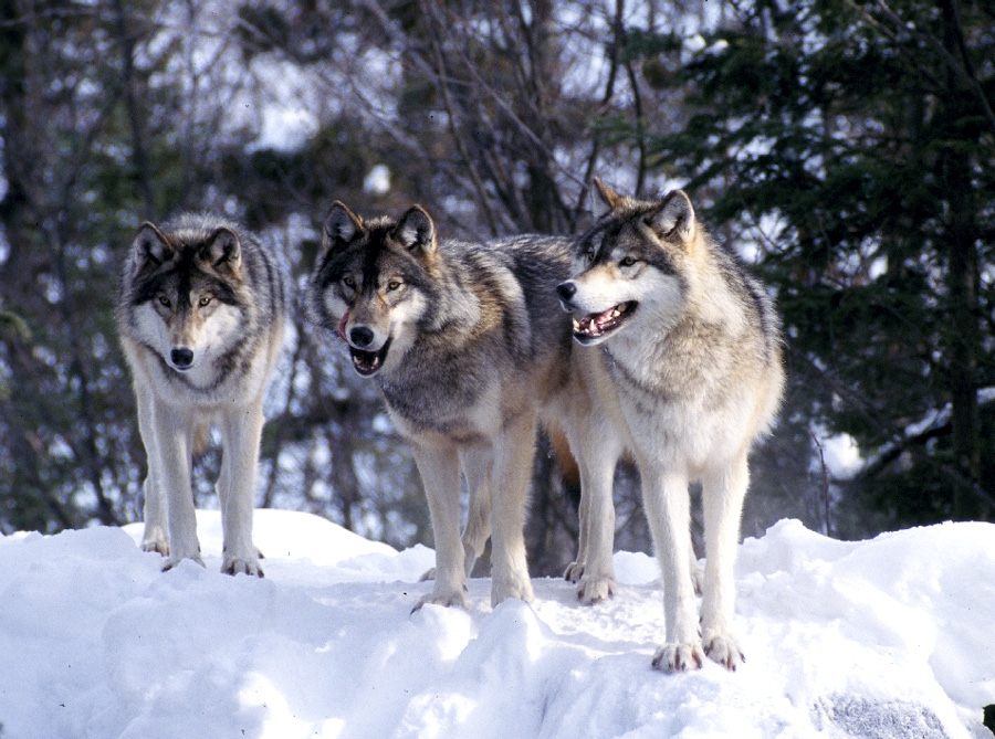 Wolf Pack Wolf Pack