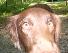 dog