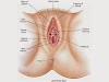 Alat Reproduksi Wanita dan Fungsinya