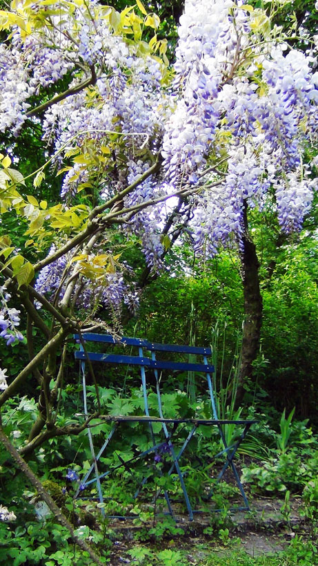 blauwe regen snoeien zomer tuinblog tuinatelier herman vermeulen blauwe regen blauwe regen snoeien zomer tuinblog tuinatelier herman vermeulen blauwe regen