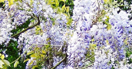 blauwe regen snoeien zomer tuinblog tuinatelier herman vermeulen blauwe regen blauwe regen snoeien zomer tuinblog tuinatelier herman vermeulen blauwe regen