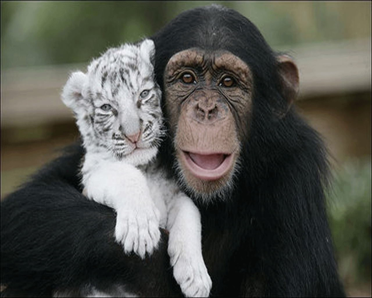 Amazing Funny Picture: Cute & Beautiful Digital Funny Animal HD Wallpapers