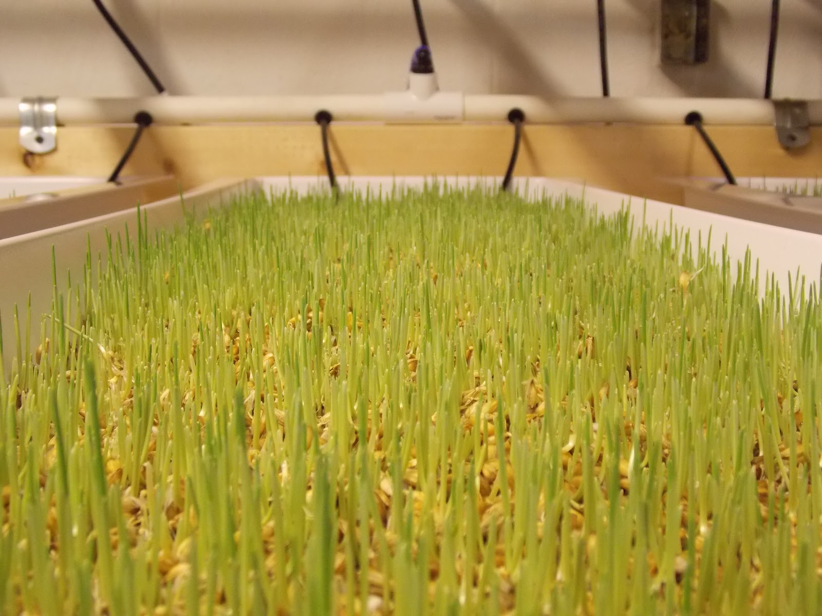 Hydroponic Fodder Trial Hort Americas