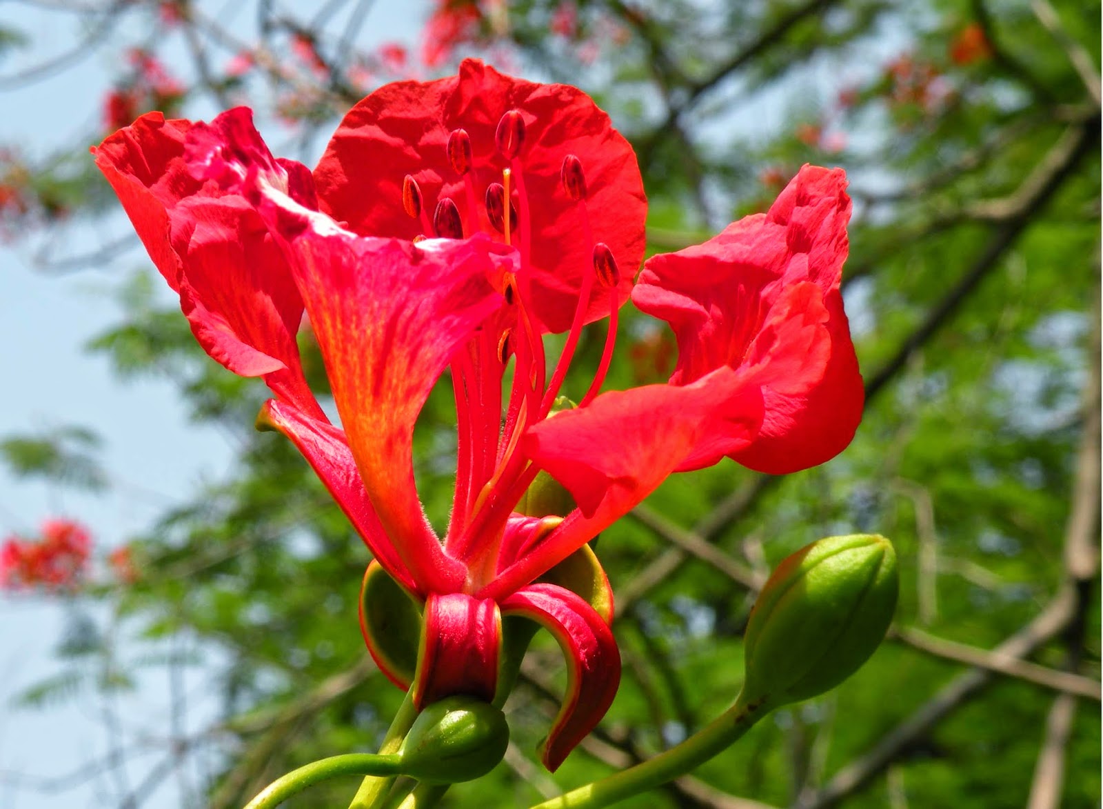Chia sẻ với hơn 115 hình nền hoa phượng hay nhất - thtantai2.edu.vn