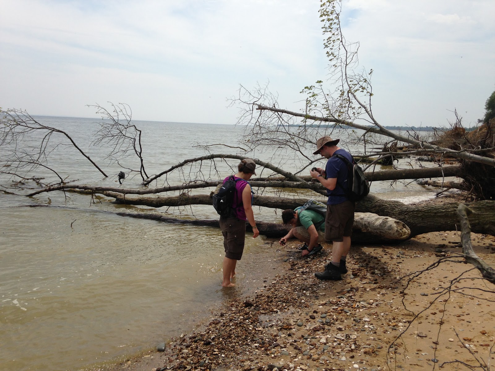 Chasing Glaciers Fossil Hunting at Calvert Cliffs State Park