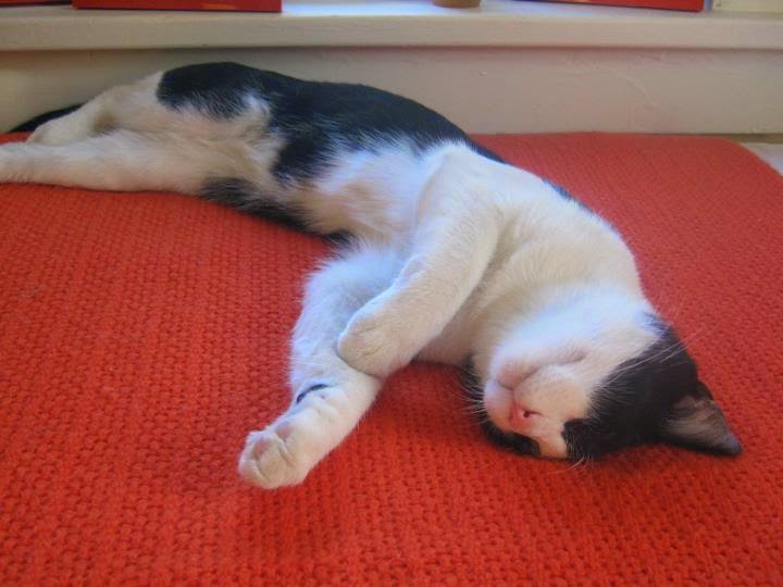 my world Cats Sleep Anywhere