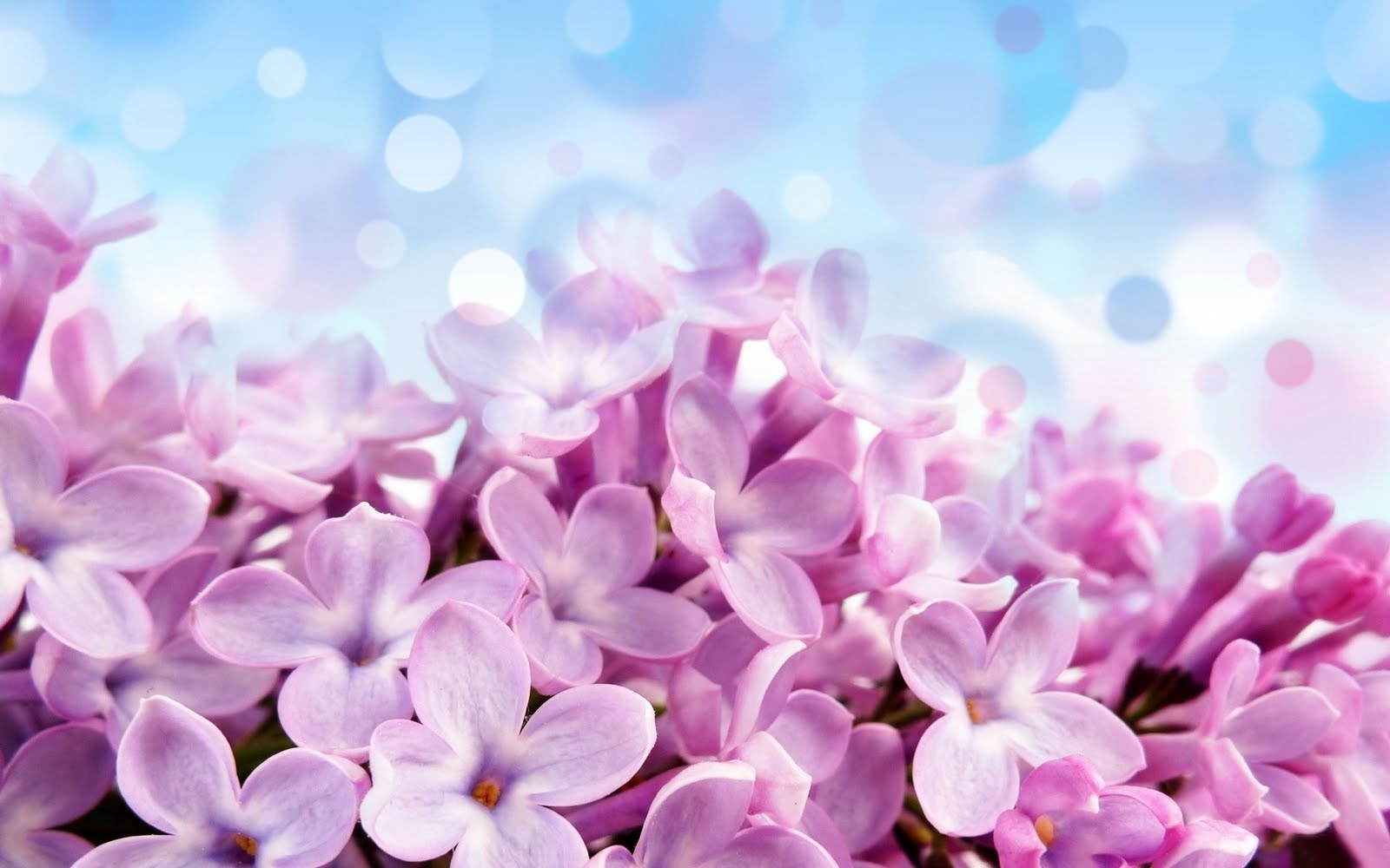 زهور وردية Purple+Lilac+Flowers+Amazing+Macro+-+PremiumWallpapersHD.Blogspot.Com