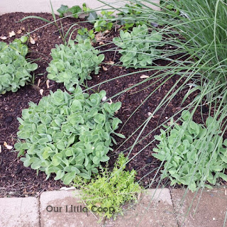 "Autumn Joy" sedum "Autumn Joy" sedum