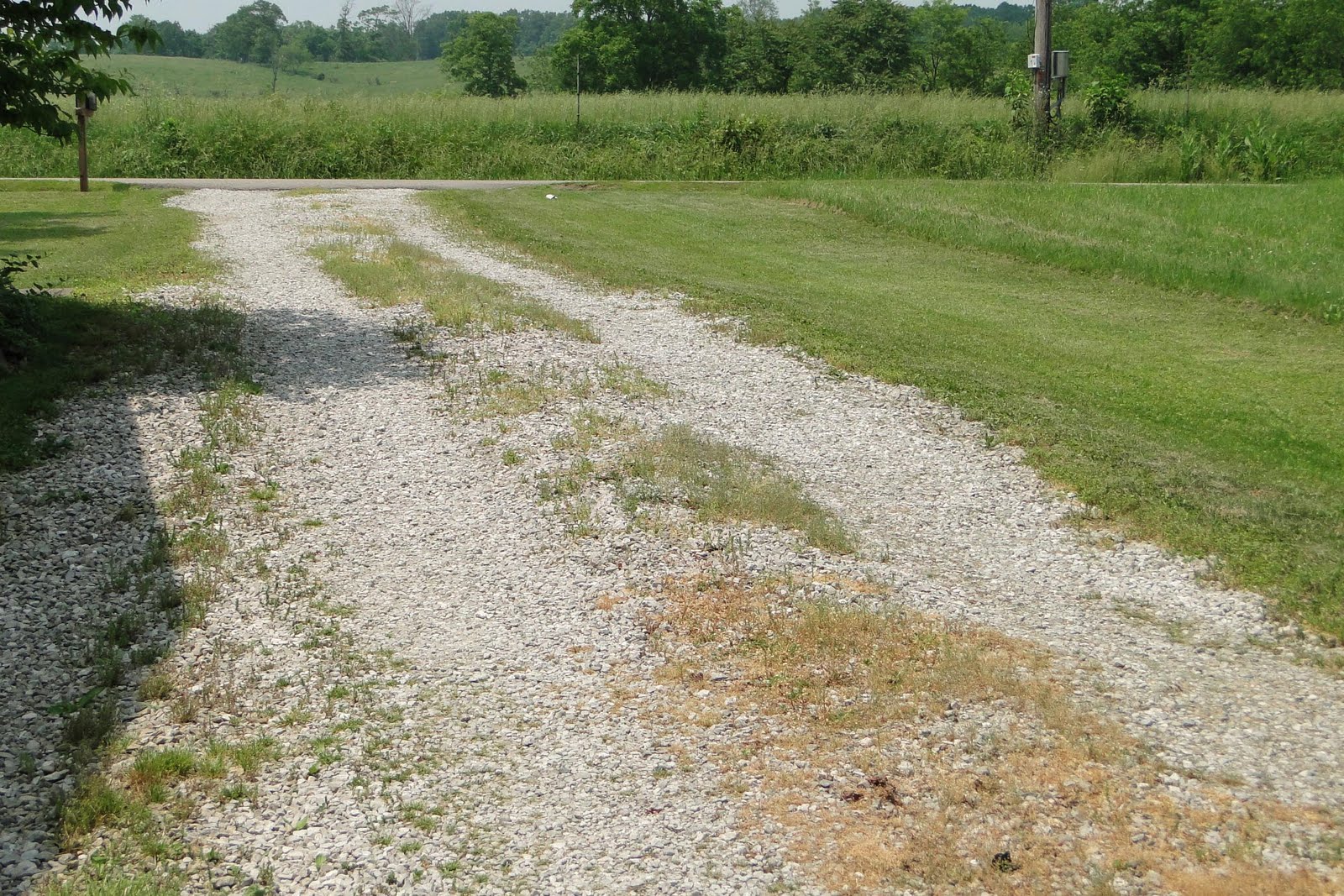 Ditch The Roundup Good Bye Weeds Grass With Vinegar The Eco Friendly Family