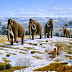 Nueva hipótesis sobre la extinción de los mamuts