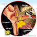 Earwax Store Various Kinds of Secrets