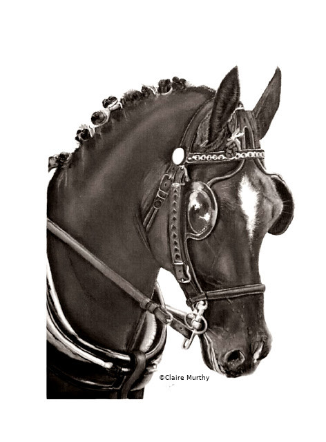 Fine Art Equestrian Portraits