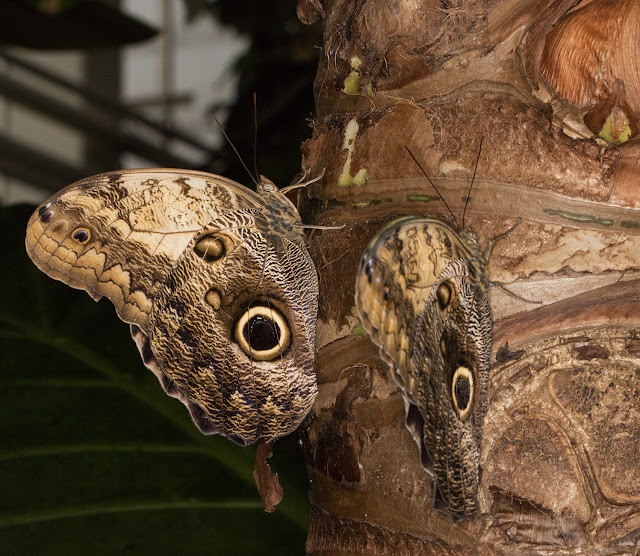 Owl, Caligo memnon. Butterflies in the Glasshouse at RHS Wisley, 26 January 2016. Owl, Caligo memnon. Butterflies in the Glasshouse at RHS Wisley, 26 January 2016.