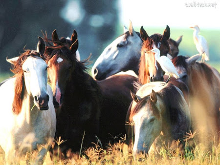 Cavalos Luzitanos