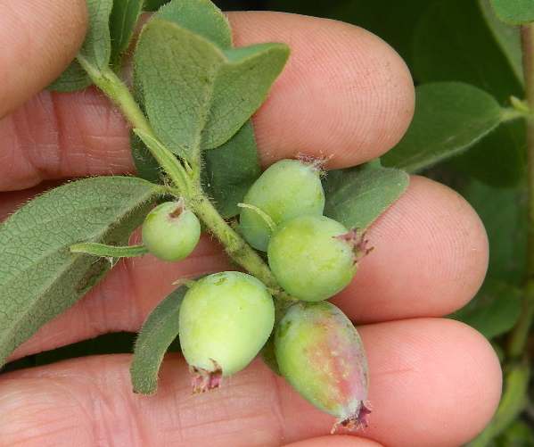 Haskap USA Zone 3 Forest Tent Caterpillars dine on haskap leaves