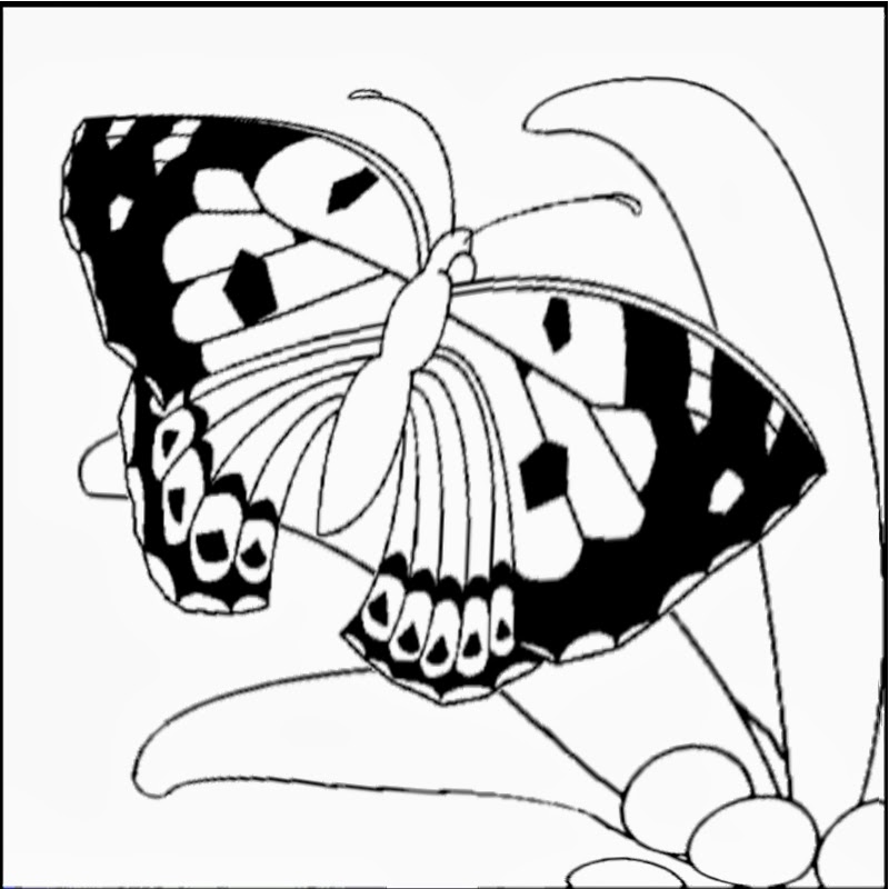 Coloring: Kamehameha Butterfly, State Insect of Hawaii title=