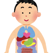 内臓のイラスト