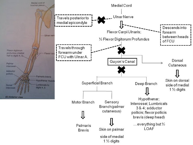 Ulnar, Median, Radial nerve pathways | UIC PT Anatomy Reviews 2015