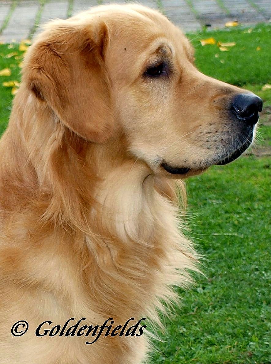 golden retriever in golden fields golden retriever welpen familienzucht wundersch 246 ner golden retriever golden retriever in golden fields golden retriever welpen familienzucht wundersch 246 ner golden retriever
