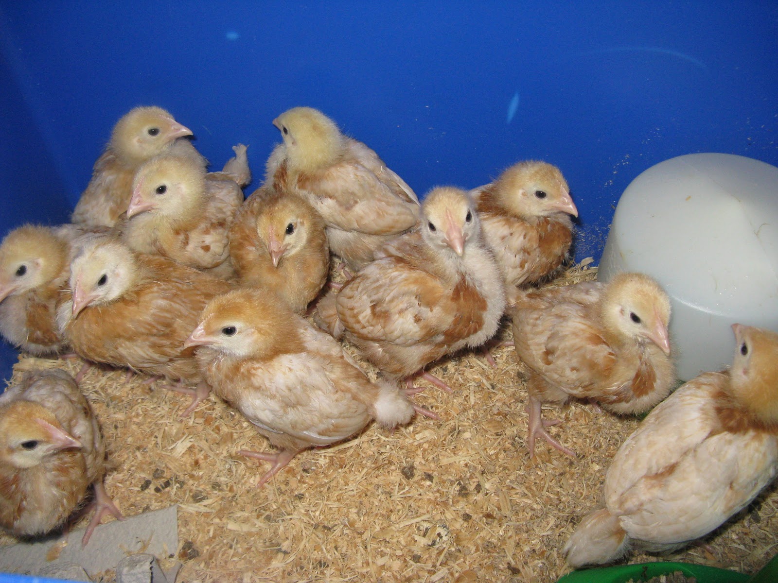 baby chicks with overturned bowl