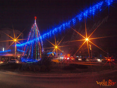 Brad de Craciun - Toplita