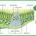 Jaringan Dewasa thumbnail