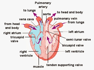 Download Blood Circulation System In Humans Desktop Wallpaper Free Wallpaper Blood Circulation System In Humans Free HD