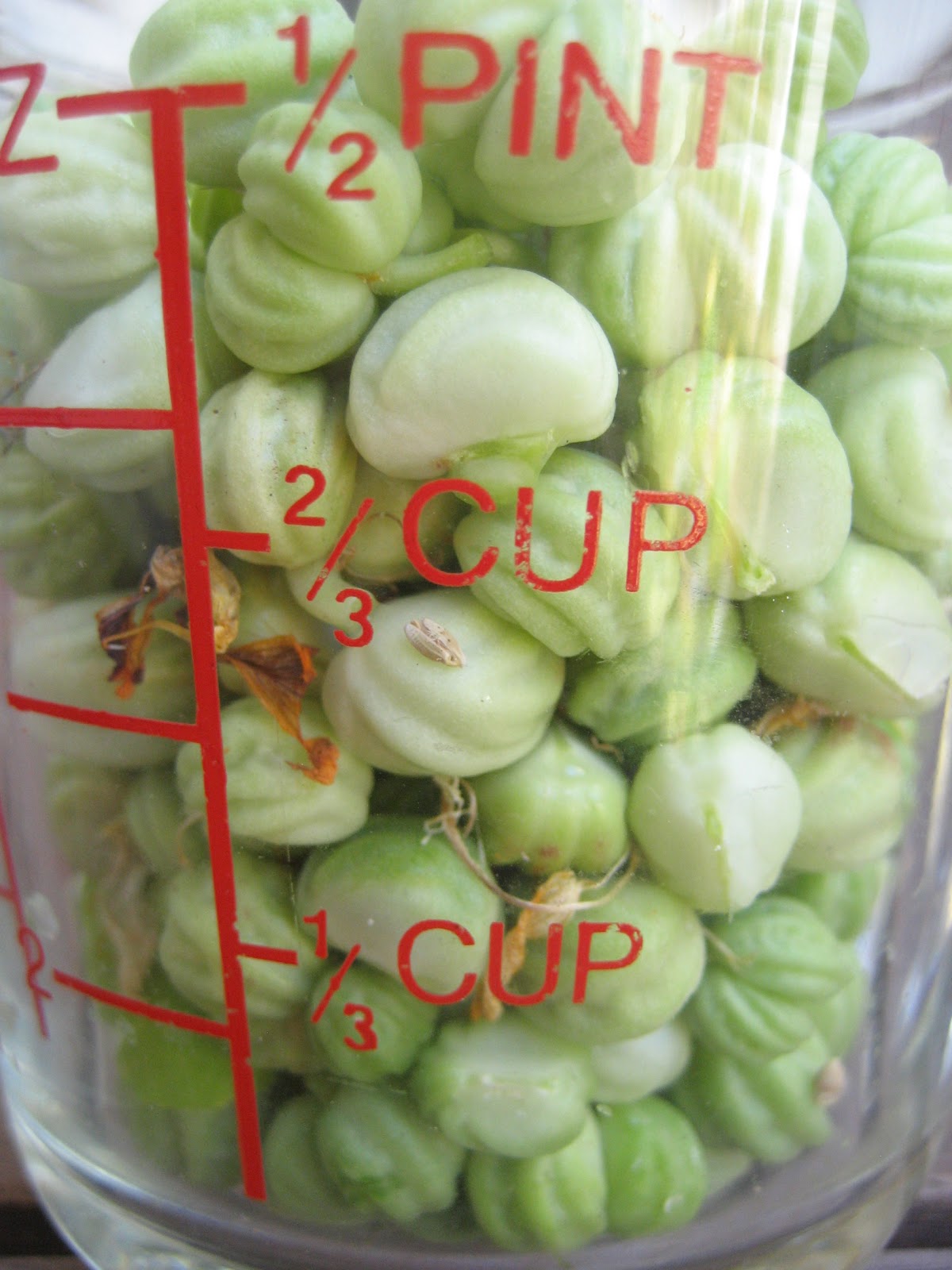 Homemade Trade Backyard Harvest Pickling Nasturtium Capers