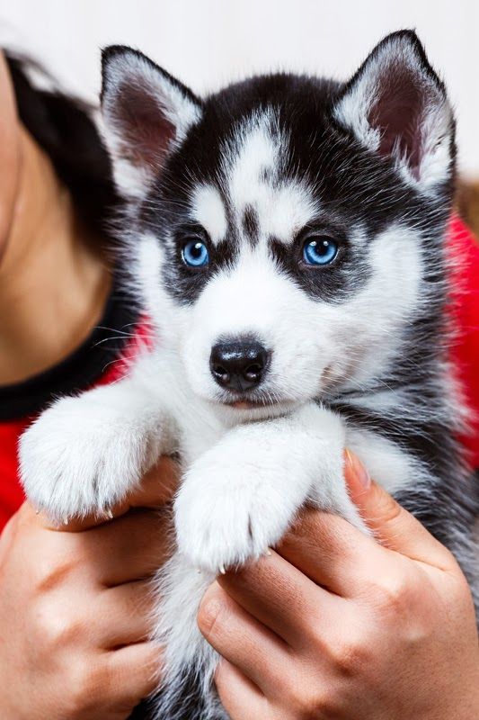 caractere chien husky siberien - chien de garde caractere chien husky siberien - chien de garde