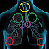 Pontos e Sons da Ausculta Pulmonar