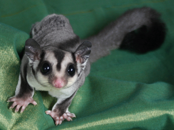 sugar glider lifespan sugar glider lifespan