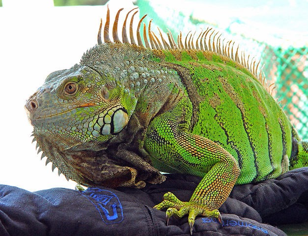 Colombia Sin Palabras!: Animal con i, ¿Cuantos animales empiezan ... Colombia Sin Palabras!: Animal con i, ¿Cuantos animales empiezan ...