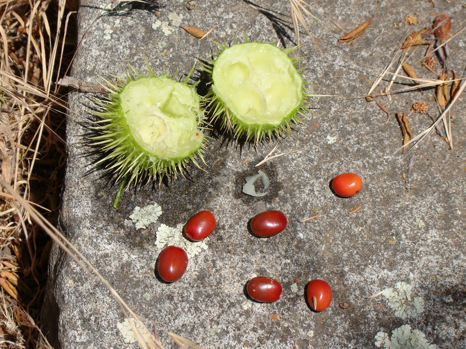 Leaves of Plants Wild Cucumber