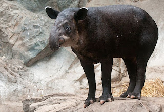 baird's tapir