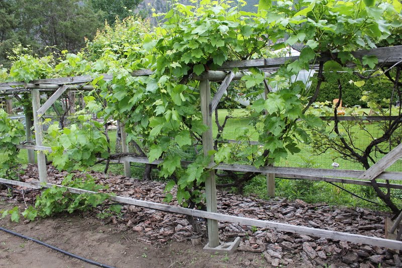 My Mountain Garden Gleanings Growing Grapes