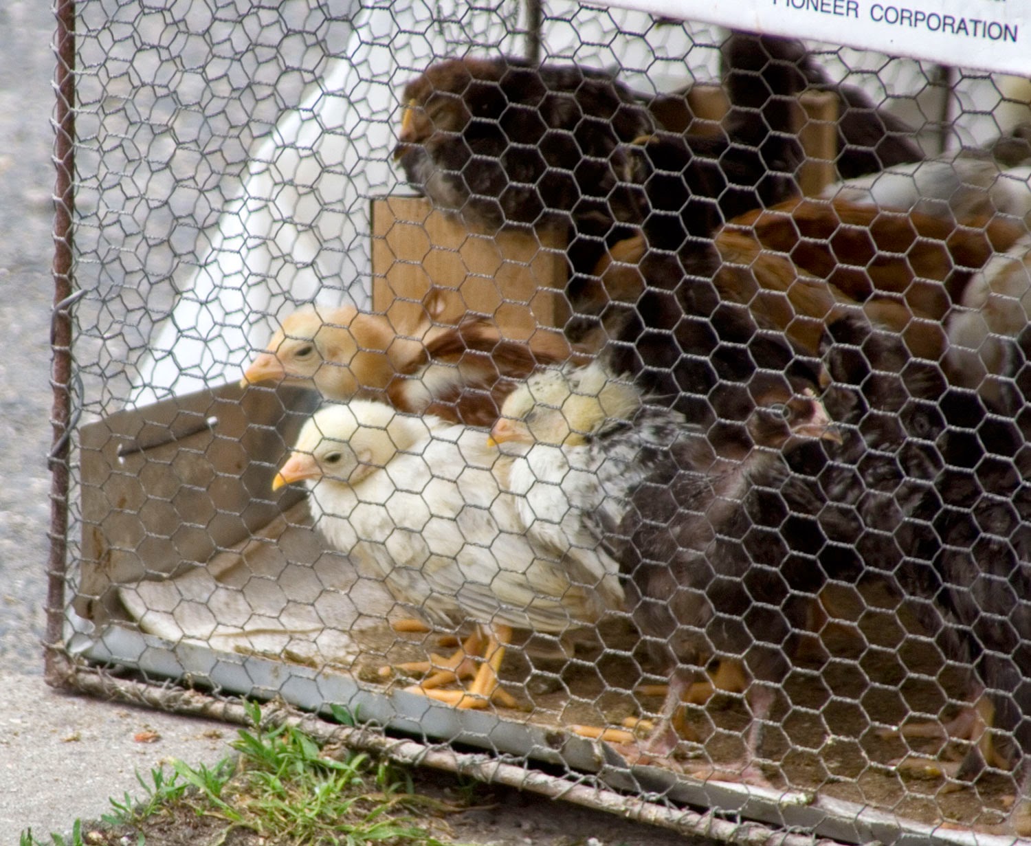 Peeping at peeping chicks Peeping at peeping chicks